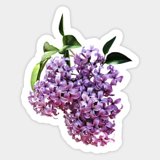 Lilacs - Delicate Pink Lilacs Sticker